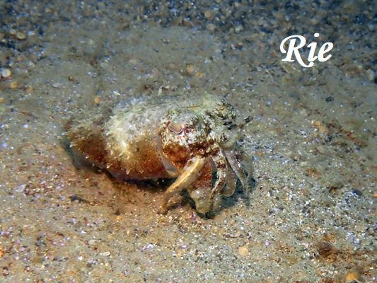 アミモンゴウイカ アミモンゴウイカ