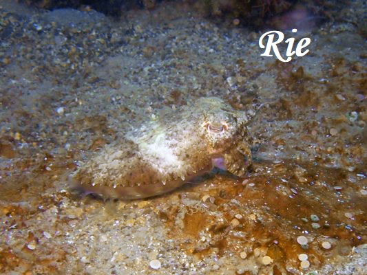 アミモンゴウイカ アミモンゴウイカ