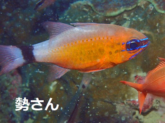 アオスジテンジクダイ