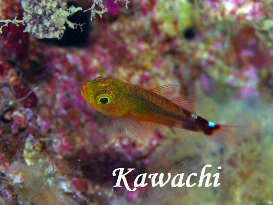 Day-night PygmyGoby