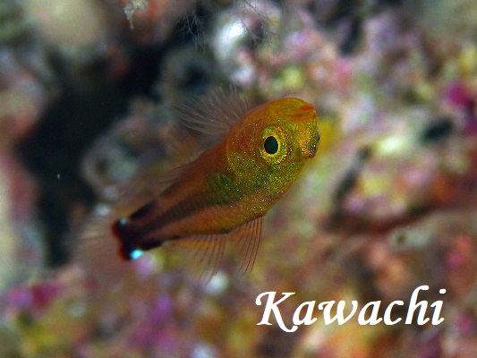 Day-night PygmyGoby