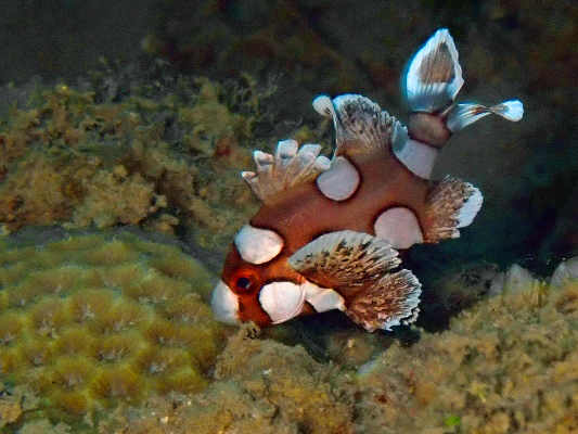 チョウチョウコショウダイ幼魚