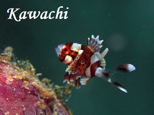チョウチョウコショウダイ幼魚