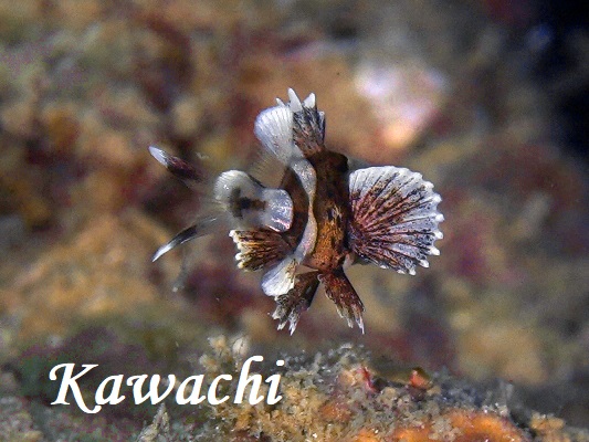 チョウチョウコショウダイ幼魚