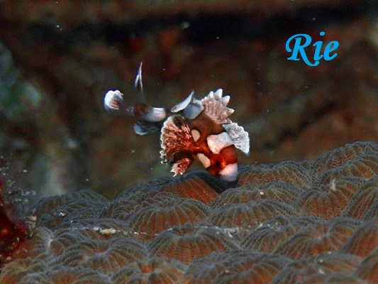 チョウチョウコショウダイ幼魚