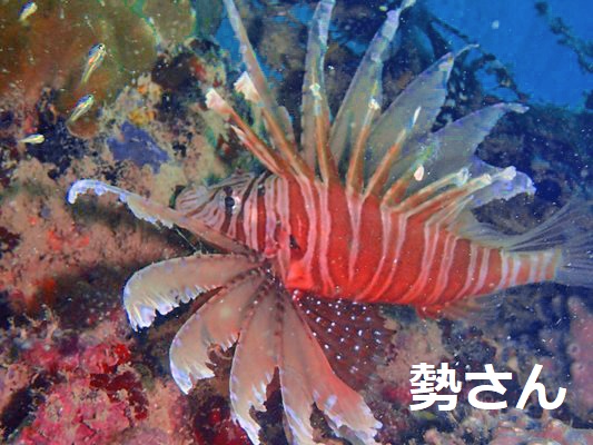 クリアテイルライオンフィッシュ