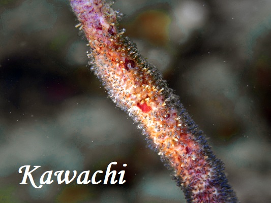ムチカラマツに卵