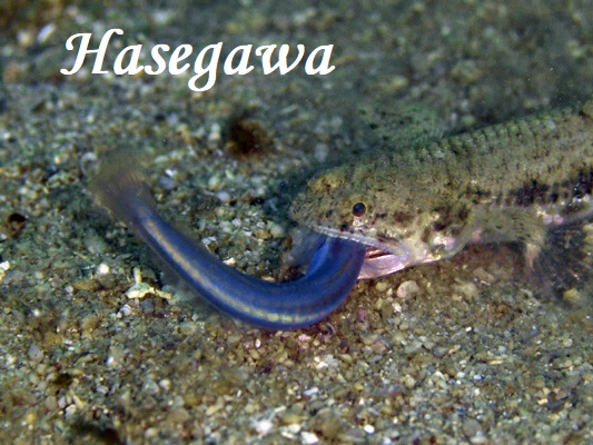 エソ、クロユリハゼ属を捕食！