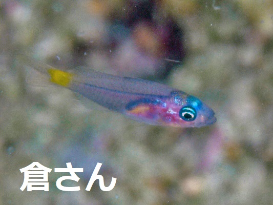 フエダイ?の幼魚 フエダイ?の幼魚