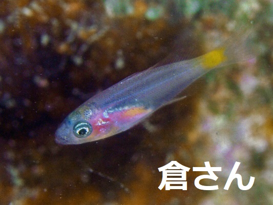 フエダイ?の幼魚 フエダイ?の幼魚