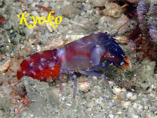 不明種エビ16　テッポウエビの仲間？