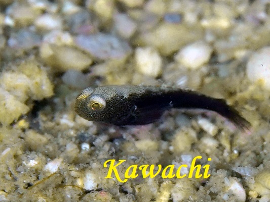 ダテハゼ属の1種