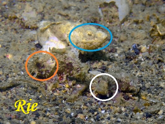 フサカサゴ3兄弟? フサカサゴ3兄弟?