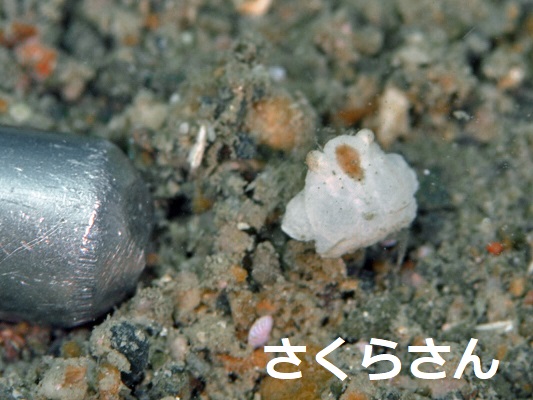ガザミの仲間