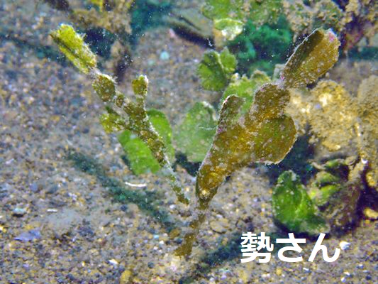 ハリメダゴーストパイプフィッシュ ハリメダゴーストパイプフィッシュ