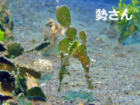 ハリメダゴーストパイプフィッシュ ハリメダゴーストパイプフィッシュ