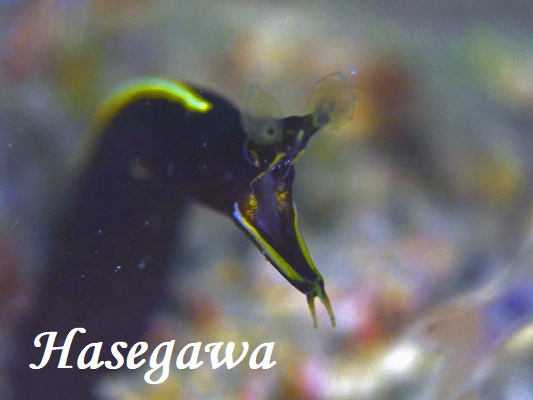 ハナヒゲウツボ