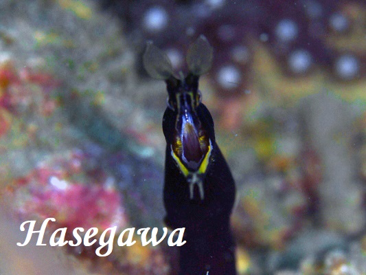 ハナヒゲウツボ