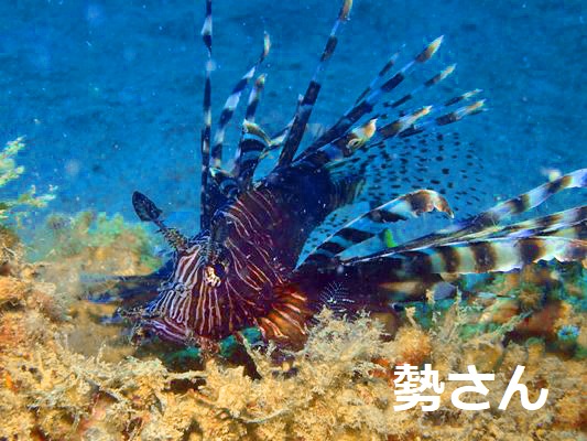 ハナミノカサゴ