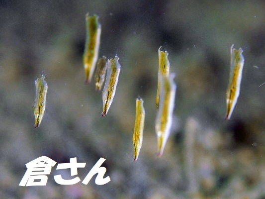 ヘコアユ　黄金ストライプ