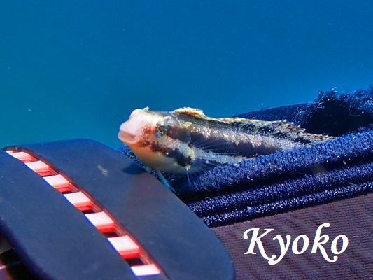 ヒゲニジギンポ