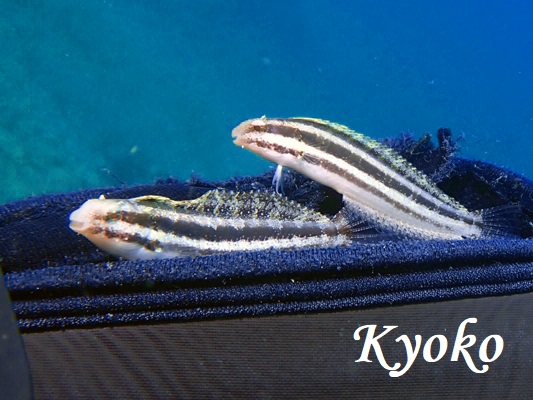 ヒゲニジギンポ