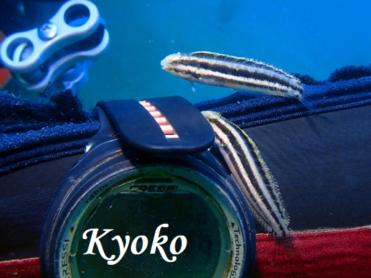 ヒゲニジギンポ