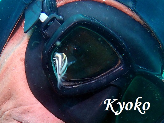 ヒゲニジギンポ