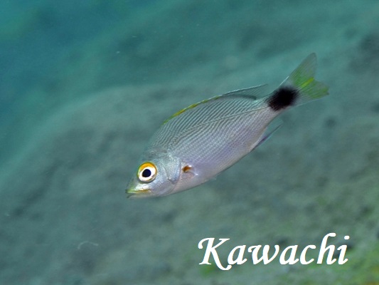 ヒメフエダイ幼魚