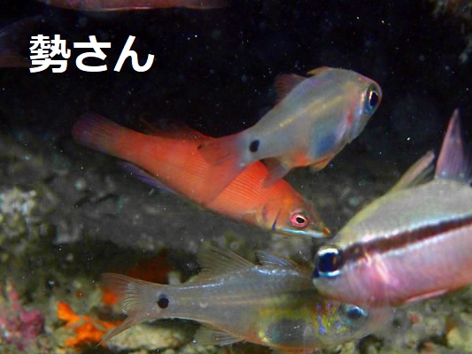ヒメニセモチノウオ