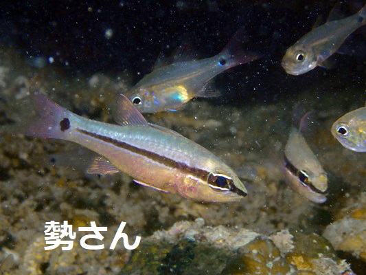 ヒトスジイシモチ