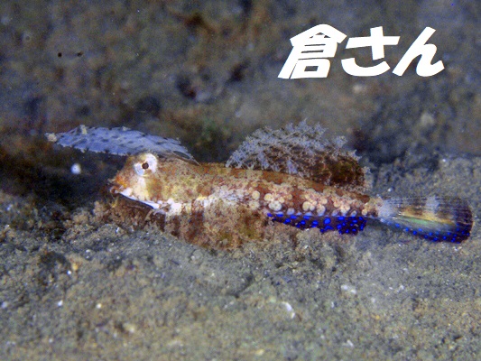 イッポンテグリ