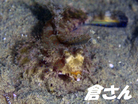 イッポンテグリ