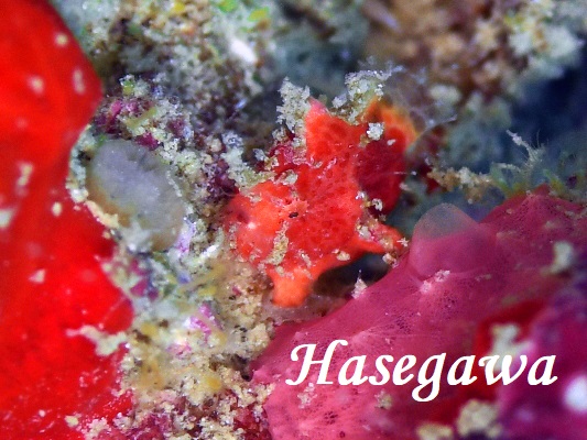 何カエルアンコウ？