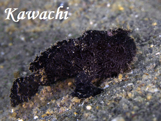 カエルアンコウ黒