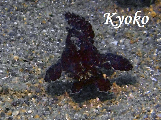 カエルアンコウ黒