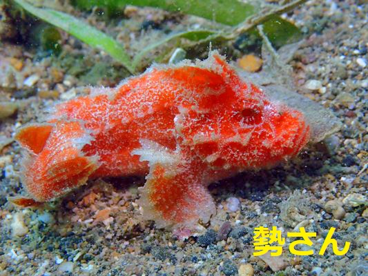 カゴシマオコゼ属の1種オレンジ カゴシマオコゼ属の1種オレンジ