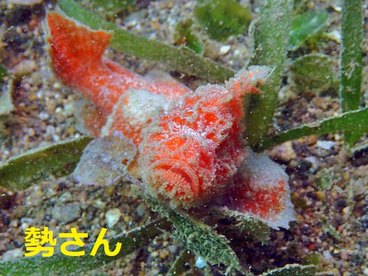 カゴシマオコゼ属の1種オレンジ カゴシマオコゼ属の1種オレンジ