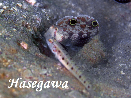 カニハゼもペア