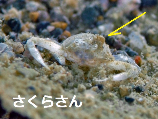 コブシガニの仲間