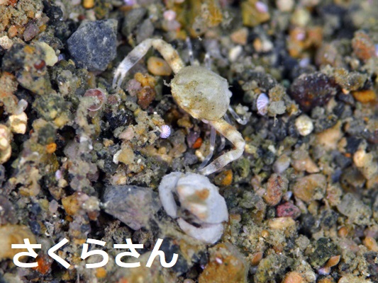 コブシガニの仲間とガザミの仲間