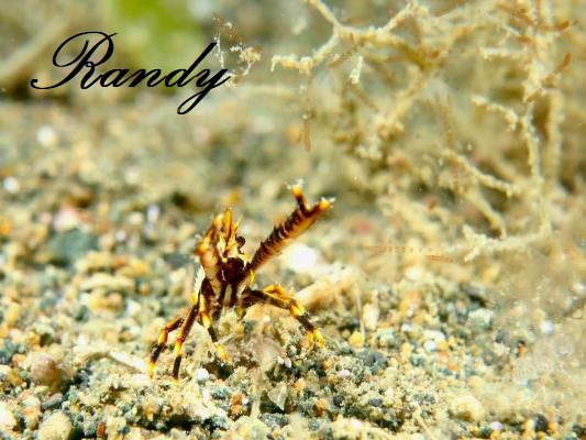 Baba's crinoid squat lobster