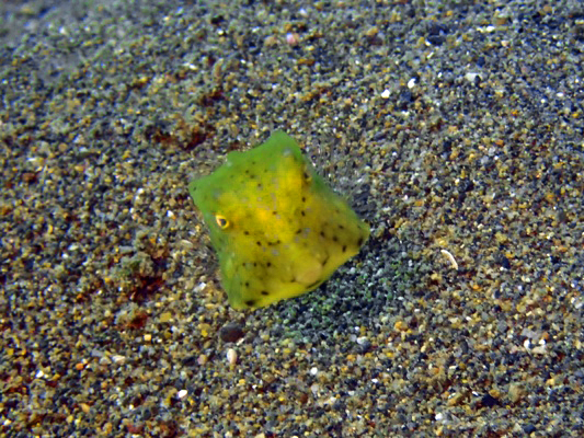 コンゴウフグ幼魚