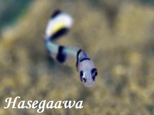コロダイ幼魚