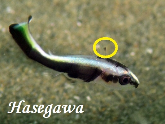 コロダイ幼魚