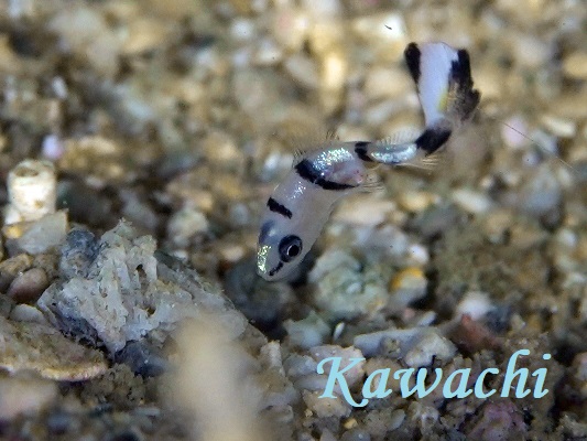 コロダイ幼魚赤ちゃん