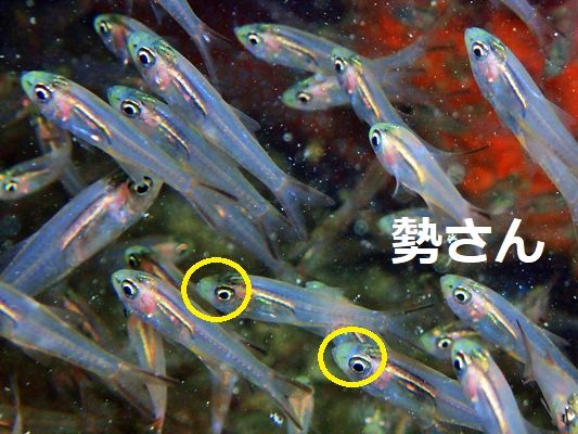 クロスカシテンジクダイ
