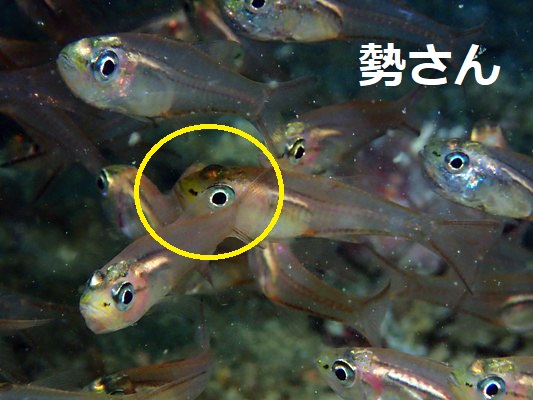 クロスカシテンジクダイ
