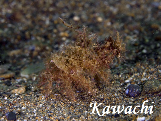 クズガニの仲間 クズガニの仲間