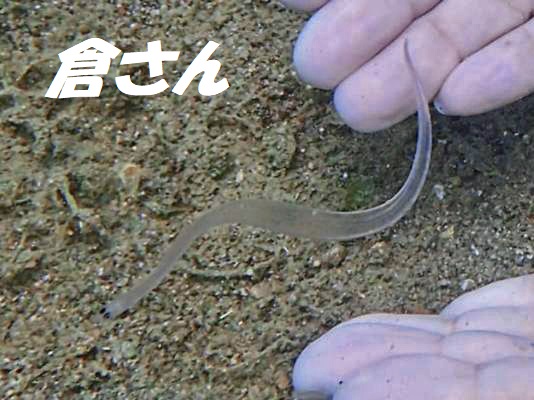 ウナギのレプトセファルス